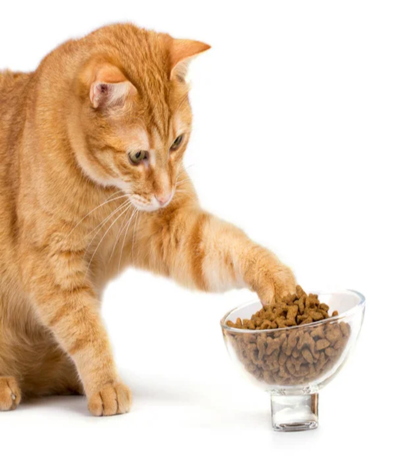 Armario Broma Aprendizaje Por qué mi gato vomita el pienso? - El Blog Animal