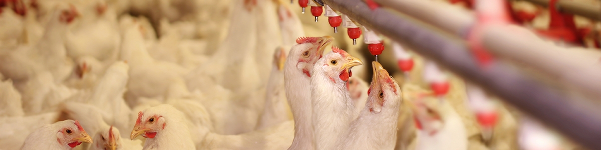 farma higiene - pienso para gallinas farma higiene - pienso para gallinas