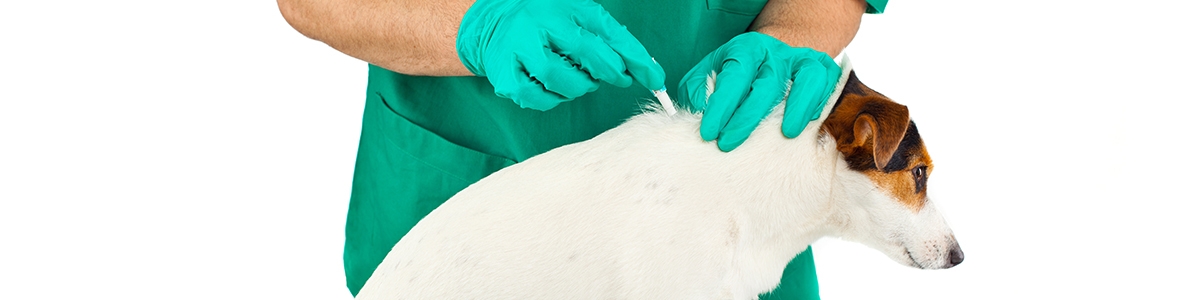 pipetas para perros - farma higiene pipetas para perros - farma higiene