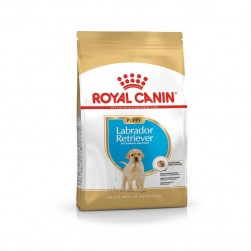 Royal Canin Labrador Retriever Puppy Cachorros