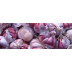 Zooallium ajo morado nutrición animal