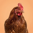 Productos para gallinas de granja o corral