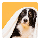 Higiene dental para perros
