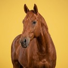Productos para caballos: bienestar equino