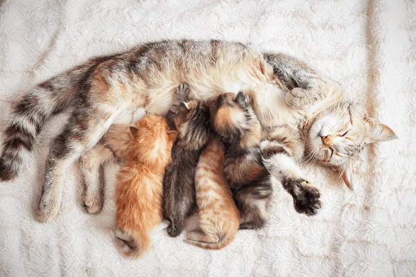 Madre gato cuidando a sus gatitos recién nacidos