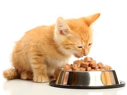 Gatito bebé comiendo alimento adecuado