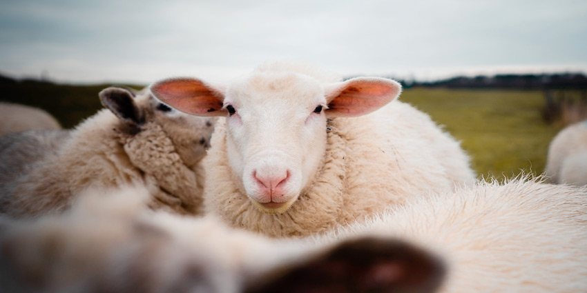 Especies afectadas por BVD