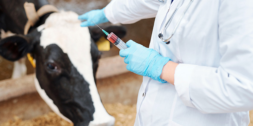 Vacunación bovina contra BVD