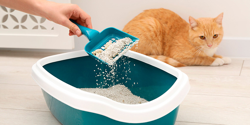 Arena aglomerante para gatos fácil de limpiar"