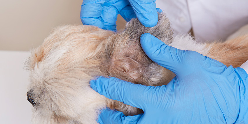 Cómo limpiar la piel del perro después de quitar una garrapata