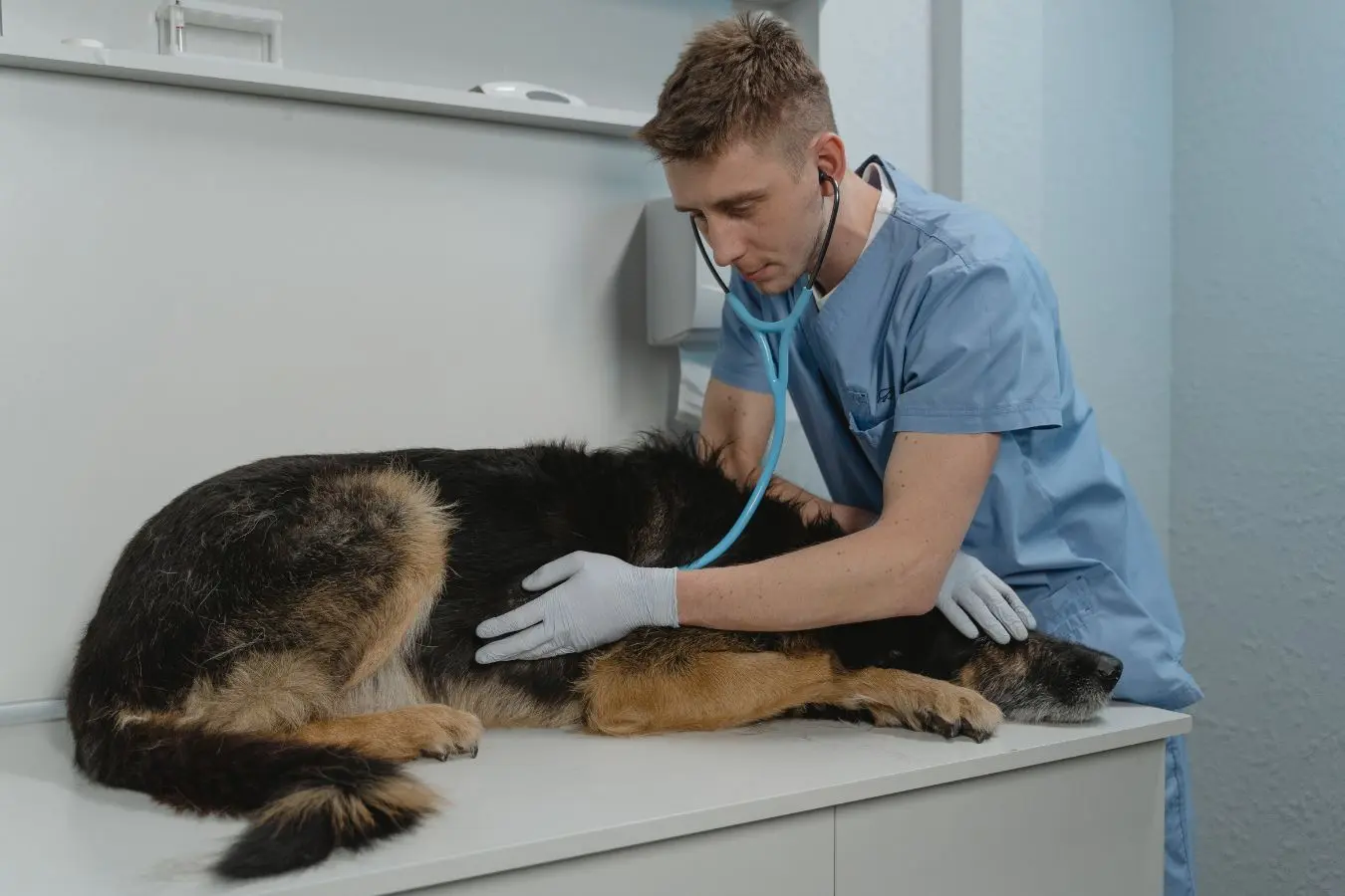 Veterinario examinando a un perro o gato en otoño