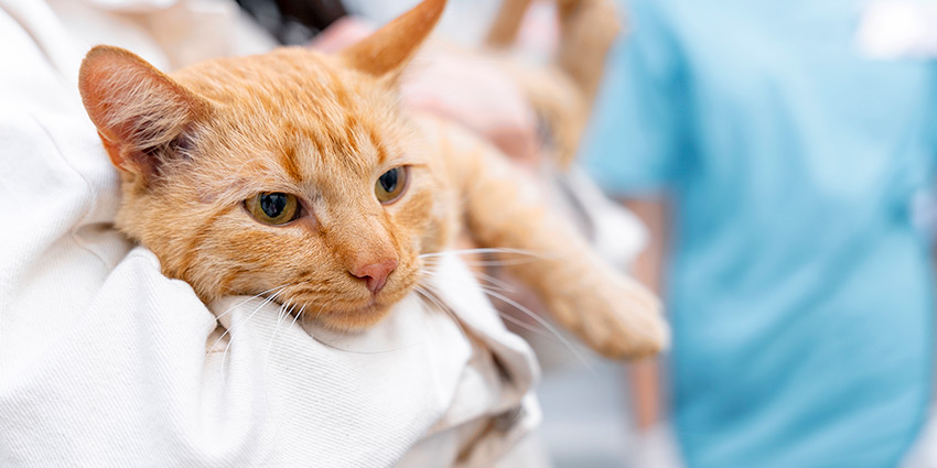 Cuándo preocuparse si un gato vomita su pienso