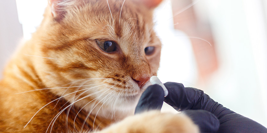 Cómo los hepatoprotectores protegen las células hepáticas de tu mascota.