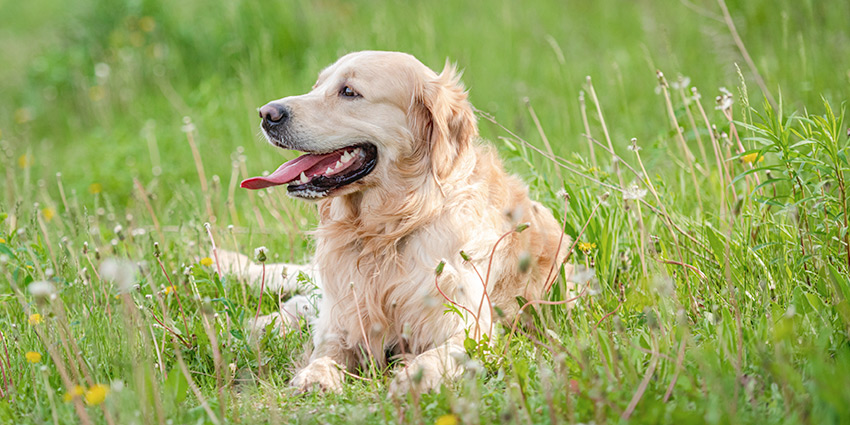 Golden: una de las razas con mayor predisposición a epilepsia canina