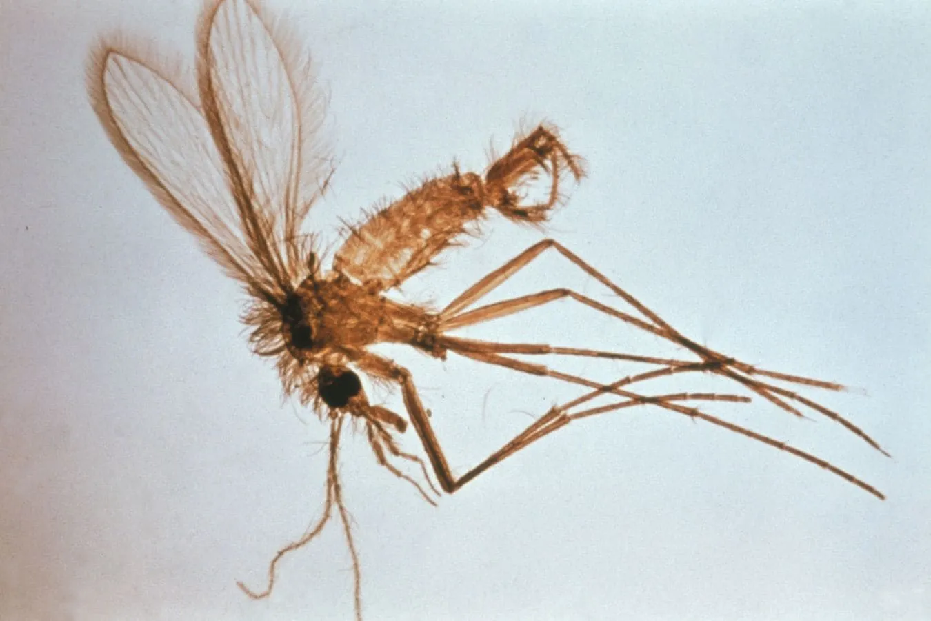 Imagen del mosquito flebotomo mostrando sus características físicas distintivas
