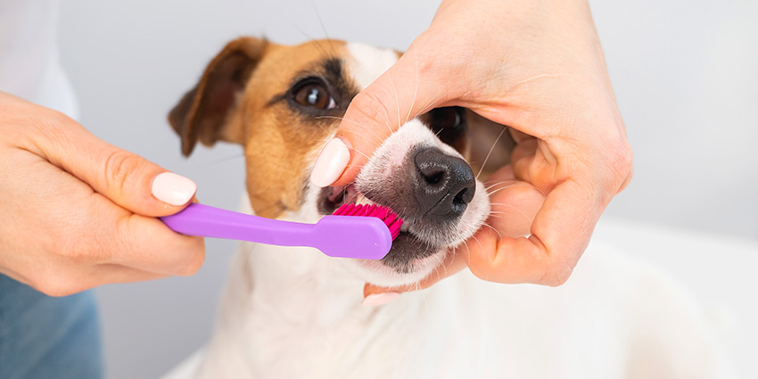 Guía para cuidar la higiene bucal de tu perro