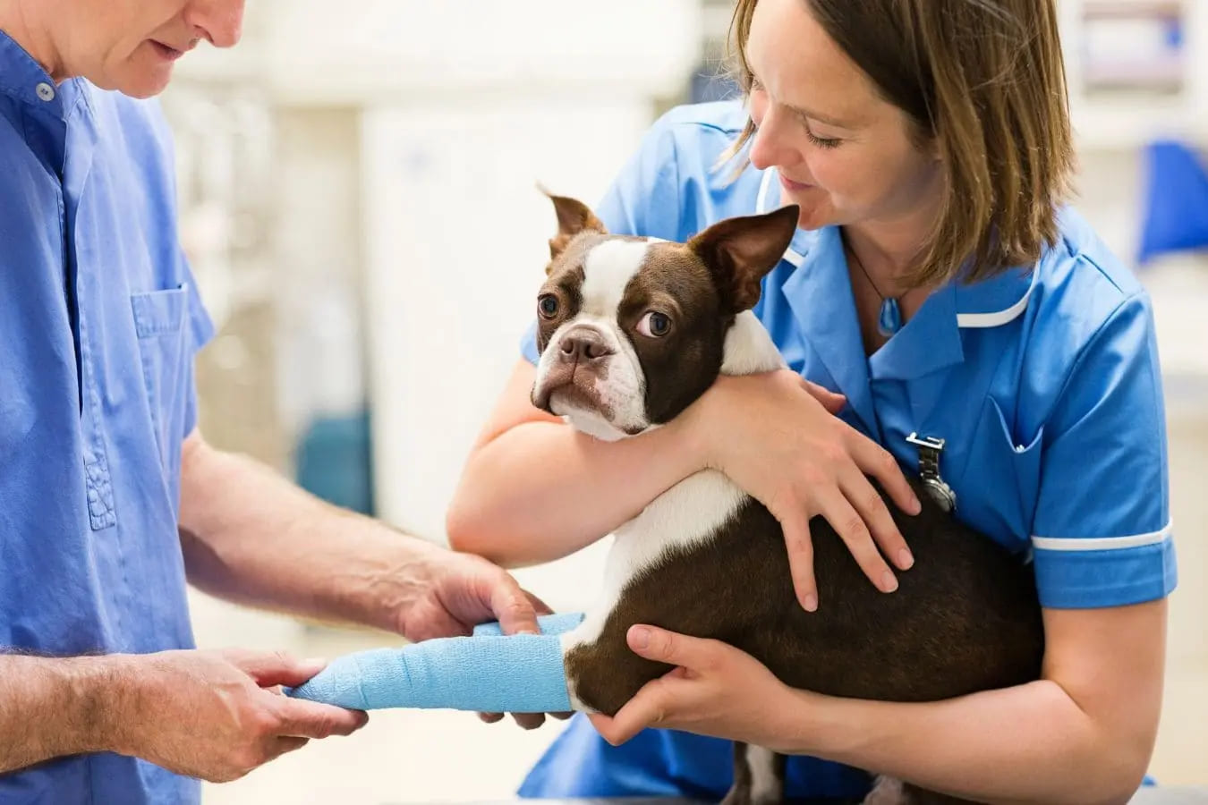 Cuándo llevar a tu perro al veterinario por cambios en sus heces