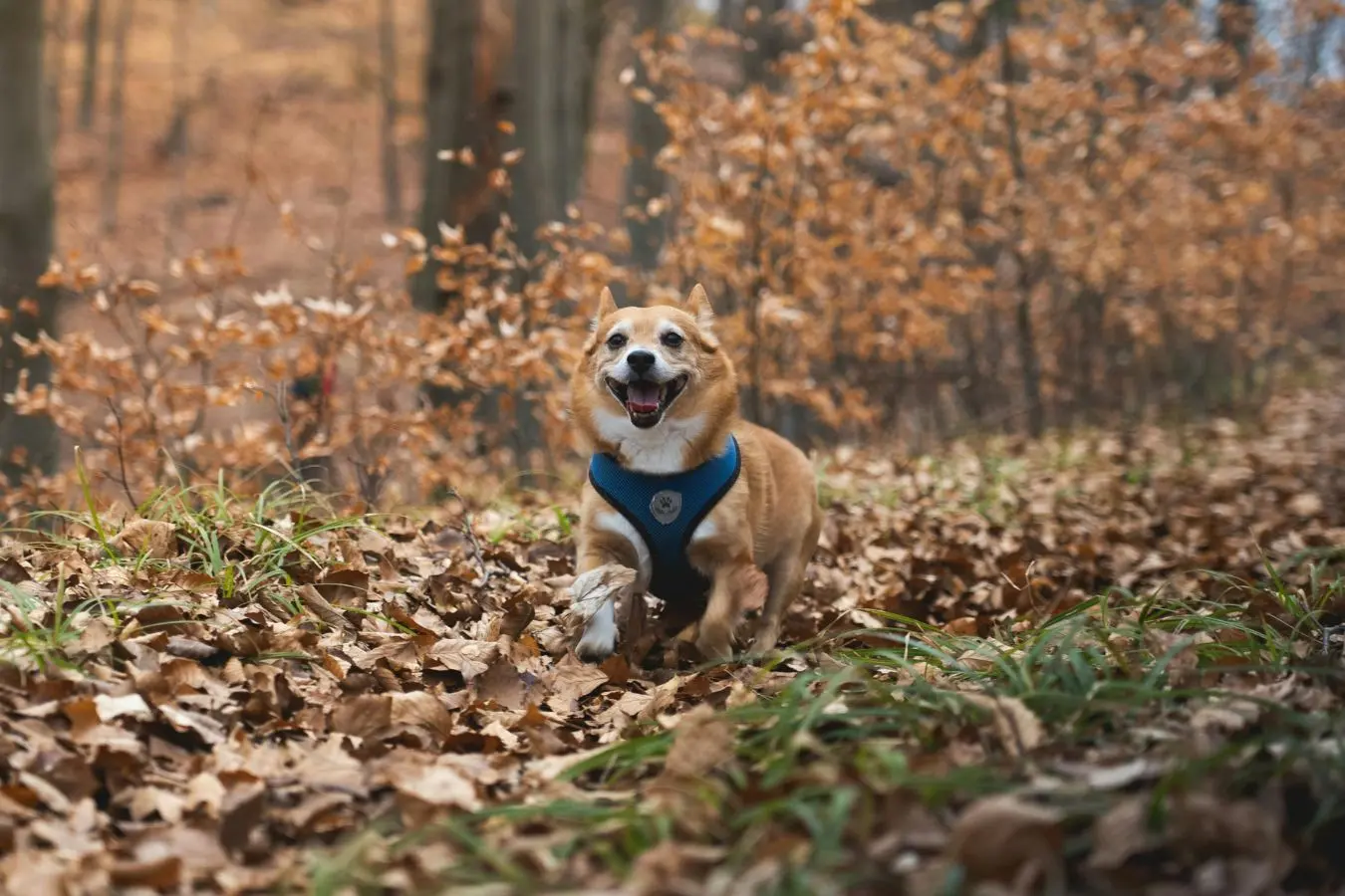 Perro corriendo en parque otoñal