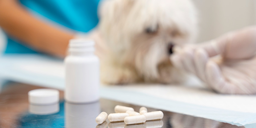 Medicamentos veterinarios seguros vs. peligrosos para perros