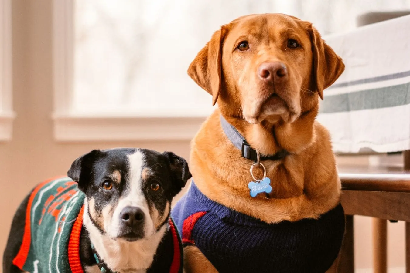 Productos para preparar a las mascotas para el invierno
