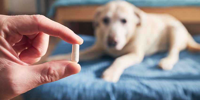 Antiparasitarios internos para perros