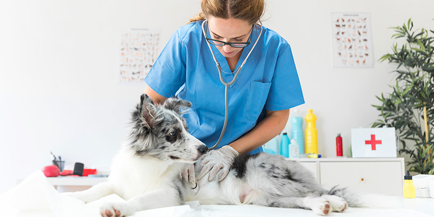 Diagnóstico clínico de epilepsia canina