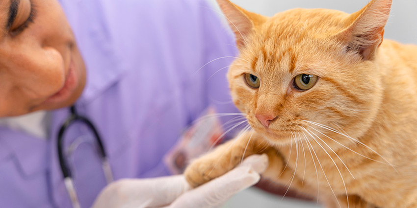 Cuándo llevar a tu gato al veterinario por vómitos
