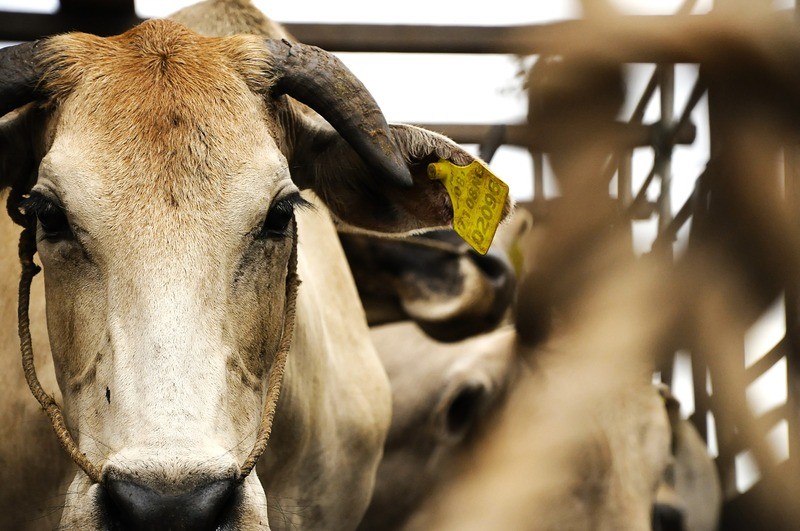 La problemática de las vacas abandonadas en Galicia