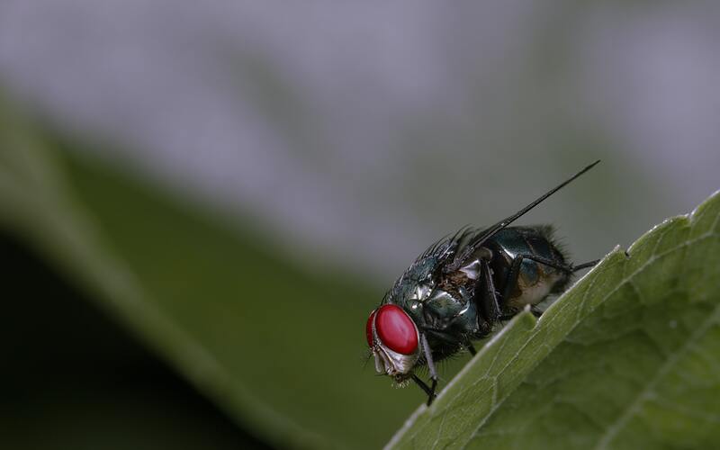 ¿Qué matamoscas elegir? Insecticida contra las moscas