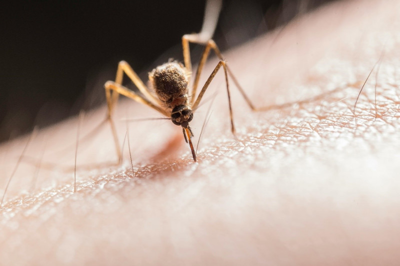 Tratamiento y alivio de la picadura de mosquito