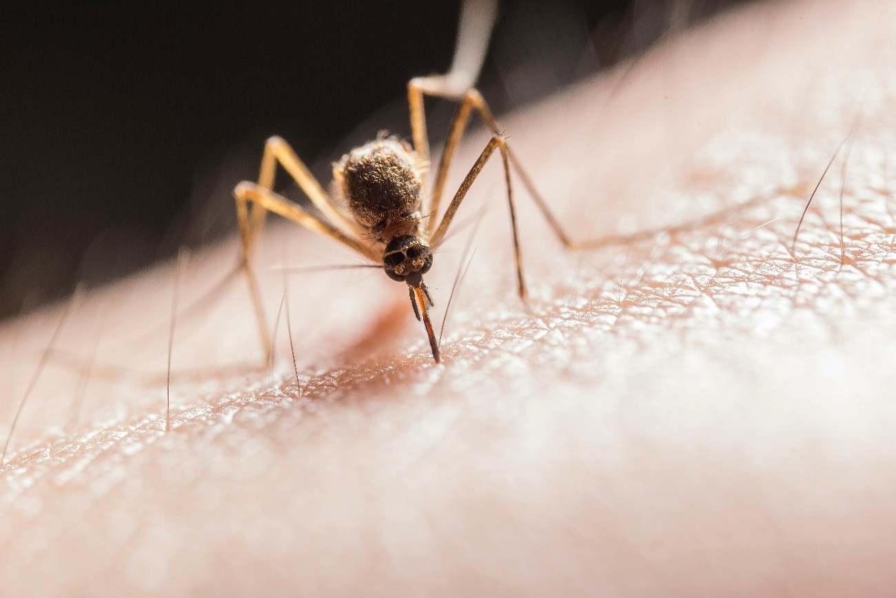 Tratamiento y alivio de la picadura de mosquito