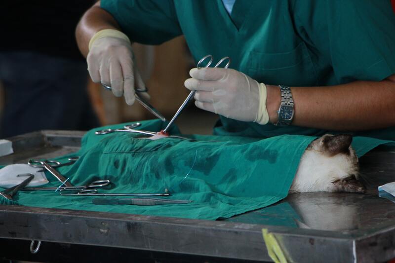 Tipos de suturas en cirugía animal: cuál escoger