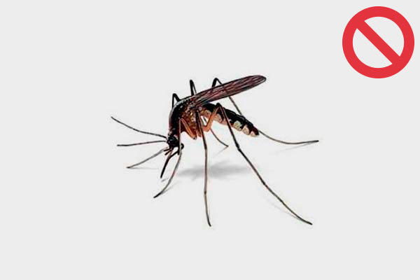 mosquito leishmaniasis