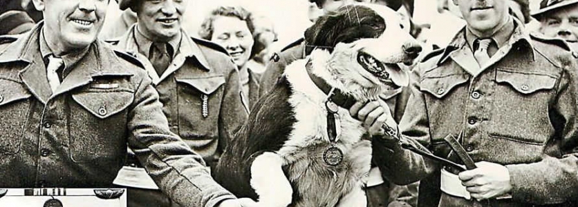 Animales valientes, militantes, héroes que vencieron al nazismo. Animales valientes, militantes, héroes que vencieron al nazismo.