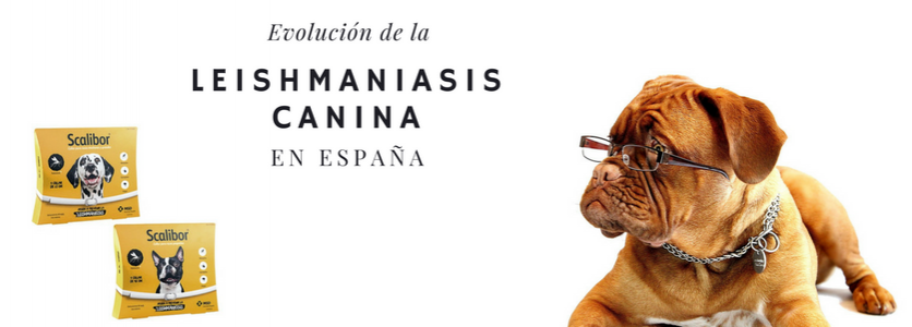 Scalibor y Leishmaniasis canina: todo lo que necesitas saber Scalibor y Leishmaniasis canina: todo lo que necesitas saber