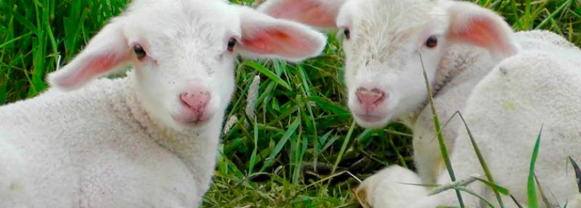 Chlamydia abortus: aborto enzoótico ovino Chlamydia abortus: aborto enzoótico ovino