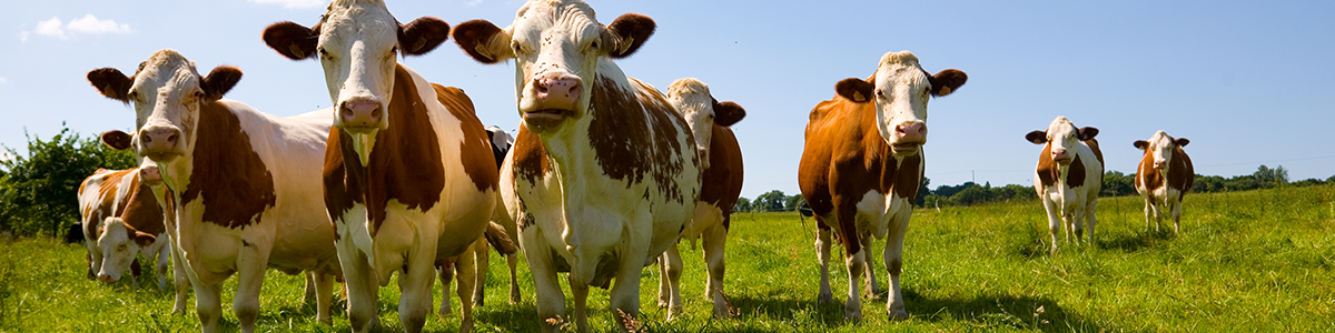 Productos para vacas - farma higiene Productos para vacas - farma higiene