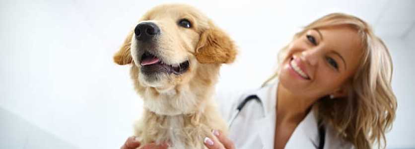 ¿Qué productos se encuentran en una farmacia veterinaria? ¿Qué productos se encuentran en una farmacia veterinaria?