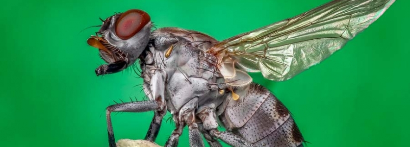 Agita: insecticida moscas genuino para el problema de moscas Agita: insecticida moscas genuino para el problema de moscas