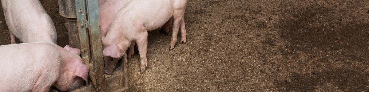 nutricion animal - farma higiene nutricion animal - farma higiene