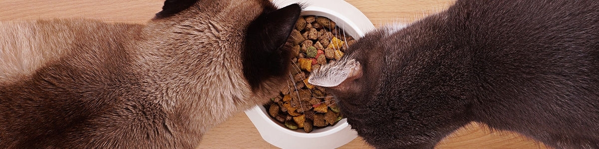 pienso nutricion animal -farma higiene pienso nutricion animal -farma higiene