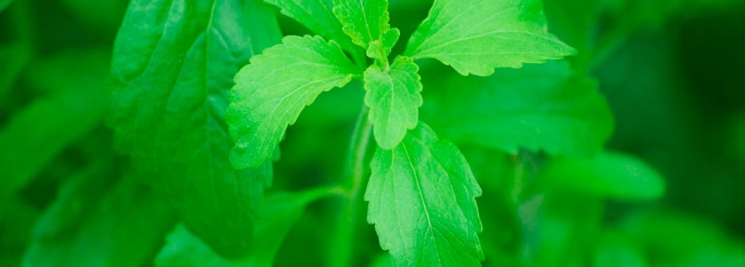 Descubrimiento sobre la Stevia y el rendimiento animal Descubrimiento sobre la Stevia y el rendimiento animal