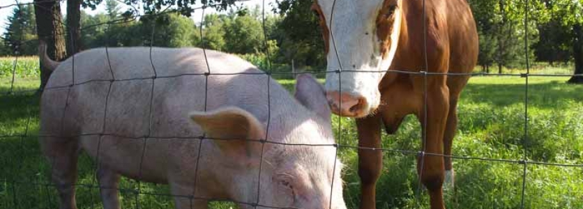 Vitaminas para animales de granja ¿por qué son vitales? Vitaminas para animales de granja ¿por qué son vitales?